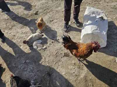 Мыйзамсыз үй канатууларын саткандарга түшүндүрүү иштери жүрдү